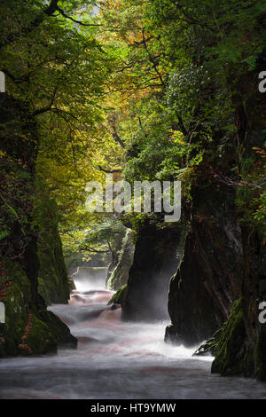 Sunlight shines through the trees onto the river Conwy, Fairy Glen, Snowdonia, Wales Stock Photo