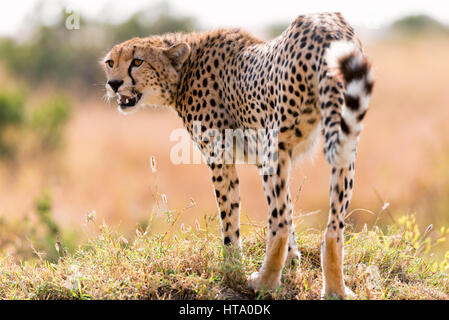 A Cheetah (Acinonyx jubatus) Stands On Mound, Maasai Mara, Kenya Stock Photo