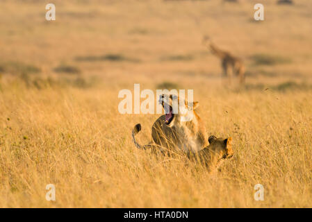 Mother lion (panthera leo) standing in dry tall grass calling for her cubs, Maasai Mara, Kenya Stock Photo