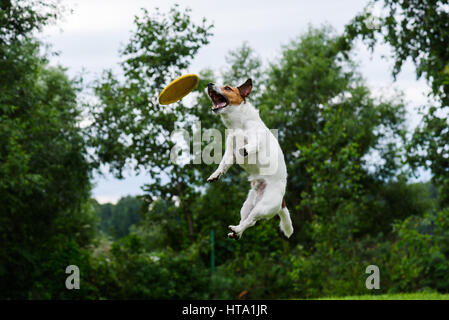 High trick jump of dog catching flying disc Stock Photo