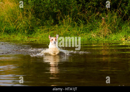 Dog wading across river at ford Stock Photo