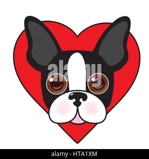 A cute illustration of a Boston Terrier face with a red heart in the background Stock Vector