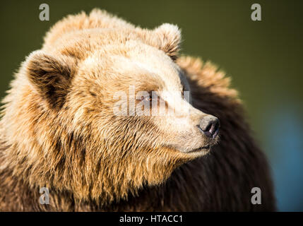Poing, Germany. 27th Feb, 2017. A brown bear (Ursus arctos), photographed at the wild park in Poing, Germany, 27 February 2017. Photo: Alexander Heinl/dpa/Alamy Live News Stock Photo