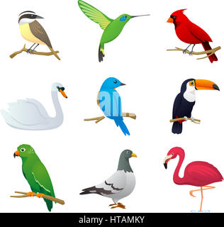 Realistic Bird species collection, with nine different bird species vector illustration. Stock Photo