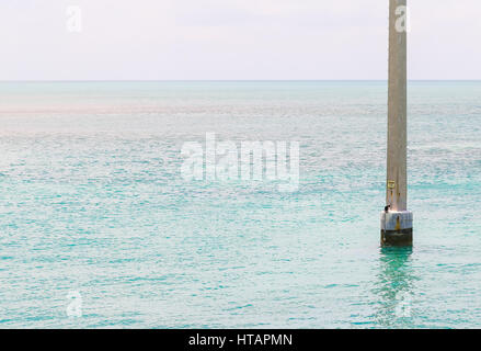 A Power Pole with a comorant sitting on it in the Florida Keys, USA. Stock Photo