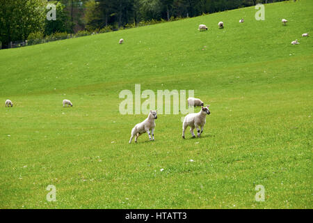 Spring lambs in a green field in the Scottish Highlands. UK. Stock Photo