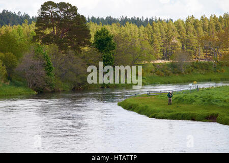 A man fly fishing for Salmon and Trout on the river Spey in the Scottish Highlands. UK. Stock Photo