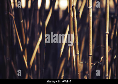 Bamboo plant as abstract  background during sunset Stock Photo