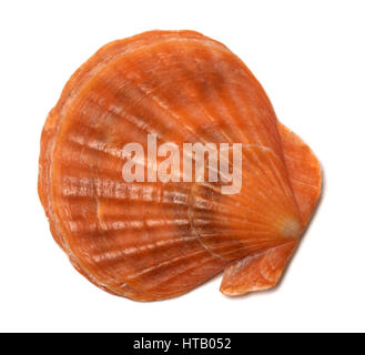 Scallop shell isolated on white background. Close-up view. Stock Photo