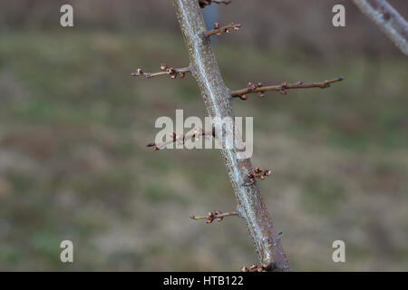 Blossoming apricot buds on twigs in early spring. Close-up. Blurred background Stock Photo