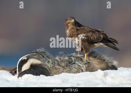 Common buzzard with dead badgers, common buzzard in winter, Maeusebussard mit toten Dachs, Maeusebussard im Winter Stock Photo