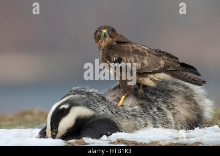 Common buzzard with dead badgers, common buzzard in winter, Maeusebussard mit toten Dachs, Maeusebussard im Winter Stock Photo