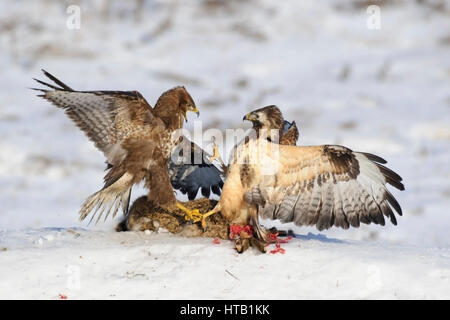 Fighting common buzzards, common buzzard in winter, Kaempfende Maeusebussarde, Maeusebussard im Winter Stock Photo