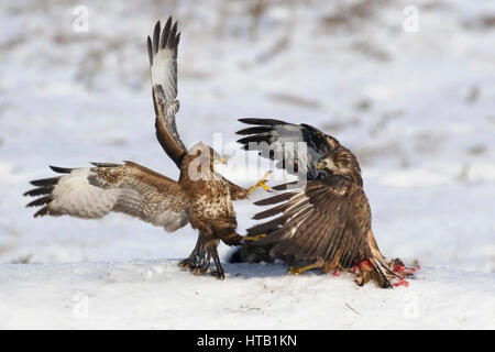 Fighting common buzzards, common buzzard in winter, Kaempfende Maeusebussarde, Maeusebussard im Winter Stock Photo