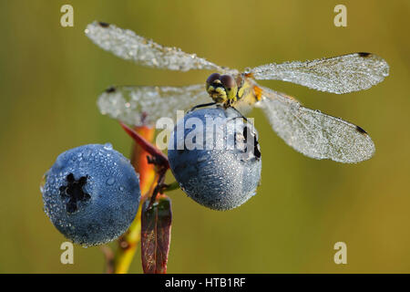 Black moor dragonfly sits on bilberry, black moor dragonfly on bilberry, Schwarze Heidelibelle sitzt auf Blaubeere, Schwarze Heidelibelle auf Blaubeer Stock Photo