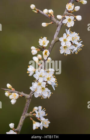 Blossoming Schlehen, branch, blossom, Bluehende Schlehen, Zweig, Bluete Stock Photo