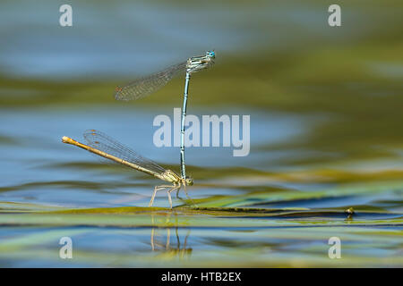 Feather dragonfly, Platycnemis pennipes, Federlibelle Stock Photo