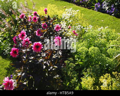 Dahlia 'fascination' in Chenies Sunken garden in July sunshine; Buckinghamshire. Stock Photo