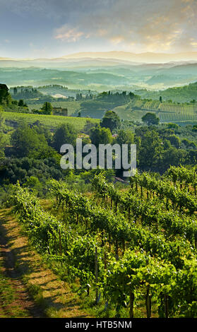 Chianti vineyards and vines of San Gimignano at sunrise, Tuscany Italy Stock Photo
