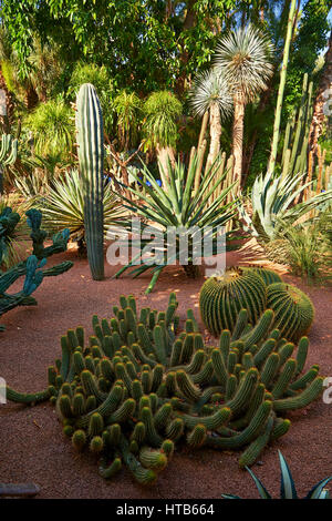 Catus in The Majorelle Garden botanical garden designed by French artist Jacques Majorelle in the 1920s and 1930s, Marrakech, Morocco Stock Photo