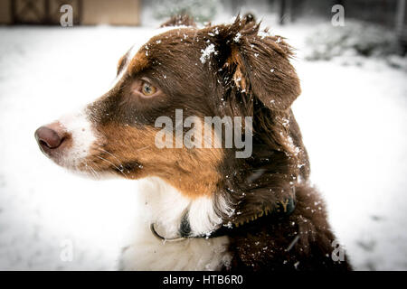 Playful puppy in the snow Stock Photo