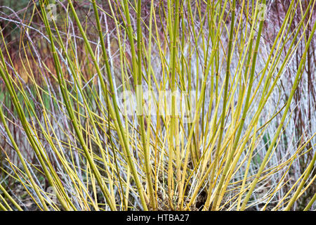 Acer negundo 'Winter Lightning' Winter Lightning Box Elder Maple coloured stems in winter in front of Rubus biflorus at RHS Wisley gardens, UK Stock Photo