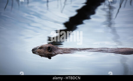 A beaver swimming in a pond nr Whitefish Falls, Sudbury District, Ontario, Canada Stock Photo