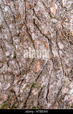 Pine  bark nature abstract close up pattern and texture detail. Stock Photo