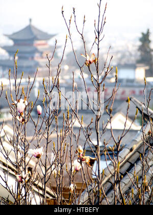 A magnolia tree in the foreground of a scene showing a traditional tower in the old city of Dali, China. Stock Photo