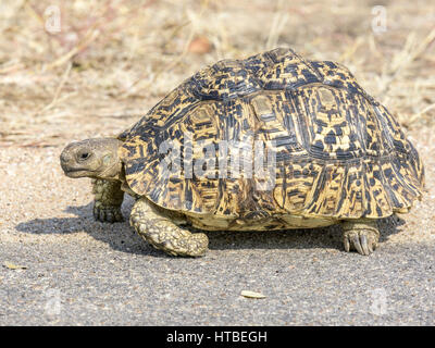 Leopard Tortoise (Stigmochelys Pardalis), Kruger National Park, South Africa Stock Photo