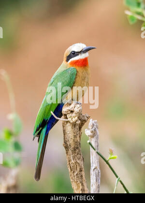 White-fronted bee-eater (Merops bullockoides) Shingwedzi Camp, Kruger NP, Limpopo, South Africa Stock Photo