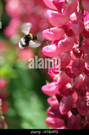 Bumblebee in flight about to land on a pink lupin. Wings caught in rotary motion. Full frame.' Summer Hummer.'  Macro photography. Stock Photo