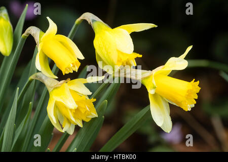 Early flowering yellow trumpets of a double form of the Lent Lily, Narcissus pseudonarcissus, a UK native daffodil Stock Photo