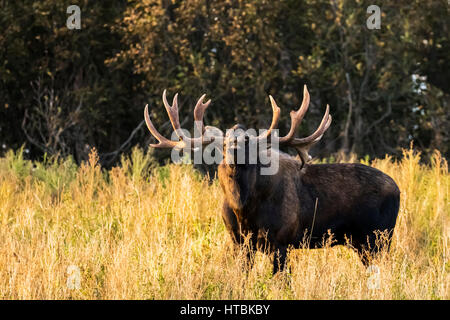 Bull moose (alces alces) doing flehman response to check cow's scent during the rut season in autumn, South-central Alaska Stock Photo