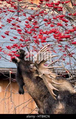 Large bull moose (alces alces) feeding on Mountain Ash berries on Aero Drive in West Anchorage, South-central Alaska Stock Photo