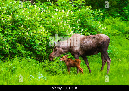 A moose cow (alces alces) and her calf are eating near one of many bike/hiking trails in Kincade Park on a sunny summer day Stock Photo