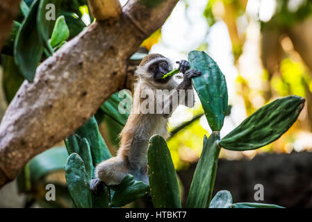 Samango monkey (Cercopithecus albogularis) also known as Sykes' monkey in Ibo Island, Quirimbas National Park; Cabo Delgado, Mozambique Stock Photo