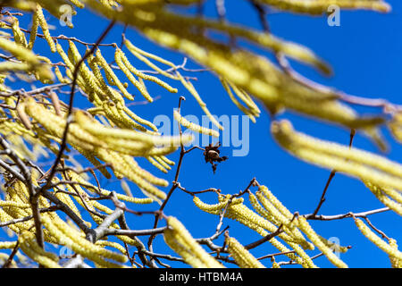 Corylus avellana Corkscrew Hazel catkins, last nut on a branch, Spring pollen allergy, catkins in the wind Stock Photo