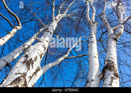 Betula pendula East Asian white birch trees, silver birch or warty birch trees, white birch tree trunks Stock Photo