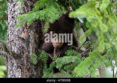 Black Bear Cub (Ursus americanus) resting on a pine branch, North America Stock Photo