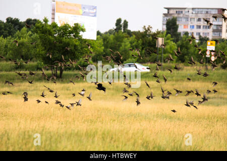 Picture of a flock of birds flying above ground Stock Photo