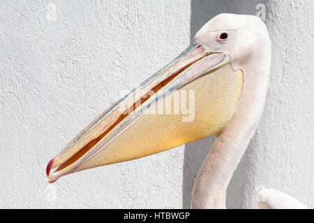 Petros, a great white pelican (Pelecanus onocrotalus), the mascot of Mykonos island, beside whitewashed wall. Greece. Stock Photo
