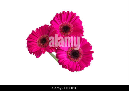 Three pink gerbera daisy flowers isolated for a vase. White background. Stock Photo