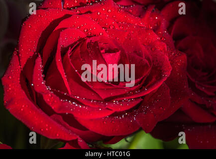 Closeup of a beautiful red rose covered with dew drops in the natural dark background. Stock Photo
