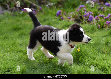 Cute border collie puppy dog dogs Stock Photo
