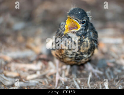 Baby robin on ground facing left with mouth open. Stock Photo