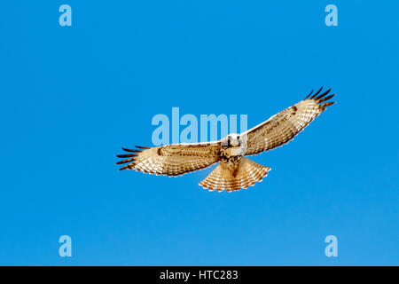 .A large Red-Tailed hawk soars above the road near Oklahoma City, OK, USA Stock Photo