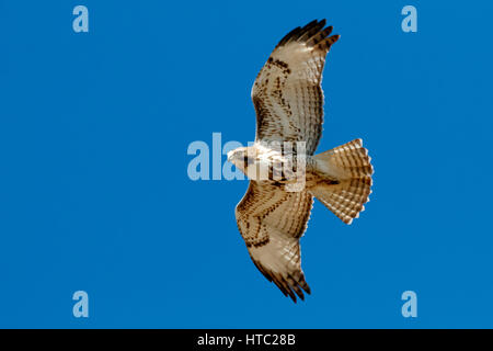 .A large Red-Tailed hawk soars above the road near Oklahoma City, OK, USA Stock Photo