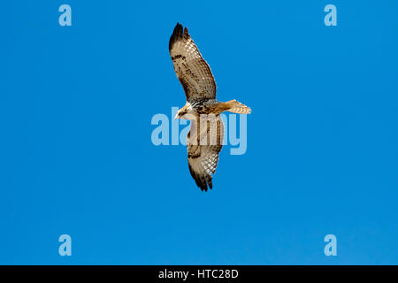 .A large Red-Tailed hawk soars above the road near Oklahoma City, OK, USA Stock Photo