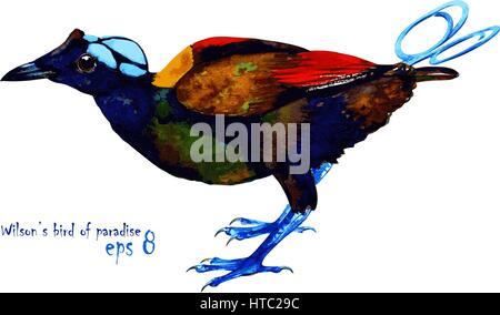 Handmade watercolor illustration of Wilson's bird-of-paradise. Beautiful colors of exotic Oceanian bird. Isolated on white background. Original art. Stock Vector